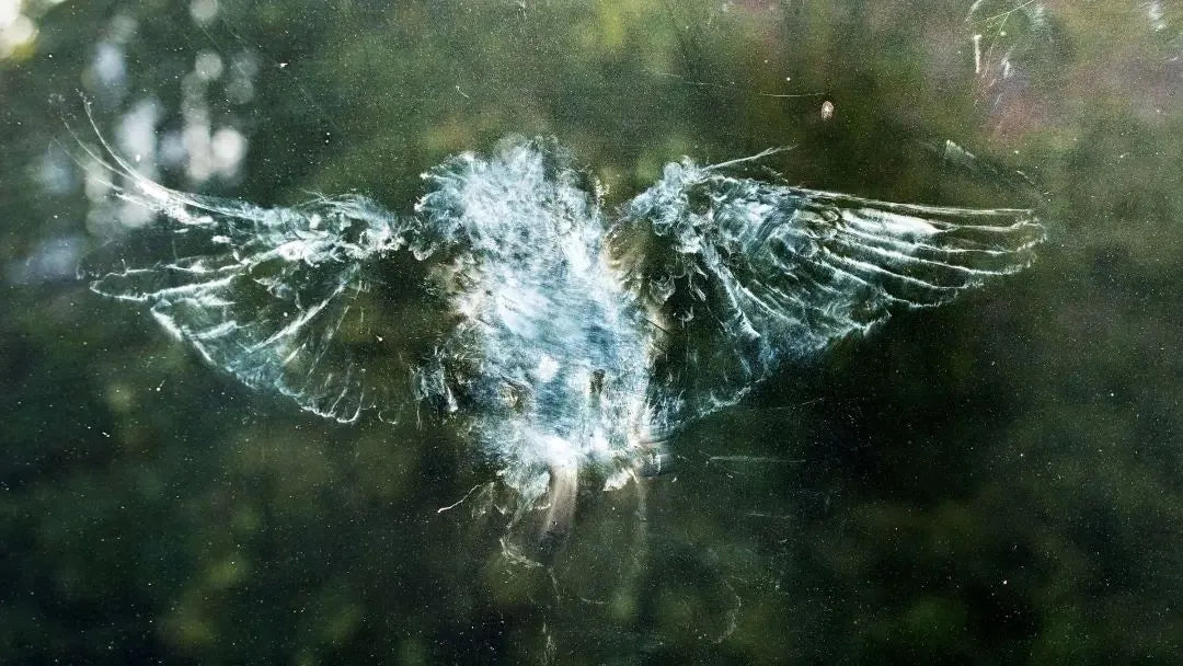 Everything You Should Know About Bird Collisions During the 2026 Fall Migration