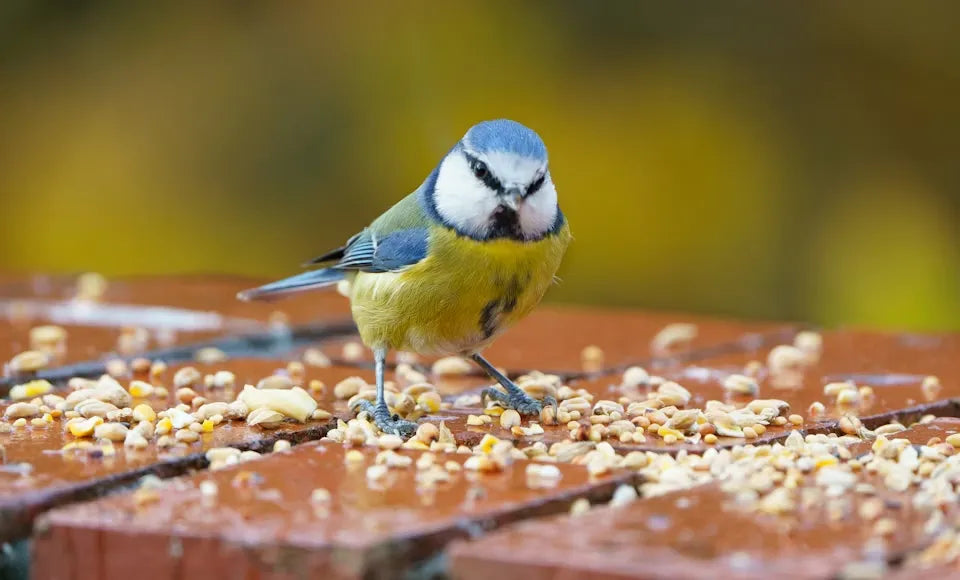 How to Save Money on Bird Food: 4 Strategies to Cut Waste