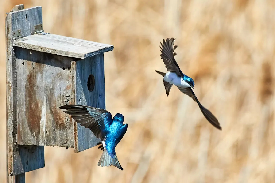 Why You Should Keep Bird Feeders Away from Birdhouses
