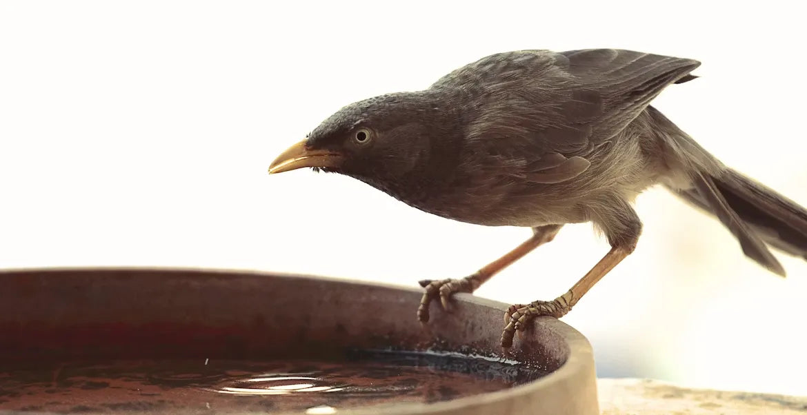 Heat Waves Are Here: What Can We Do for Backyard Birds?