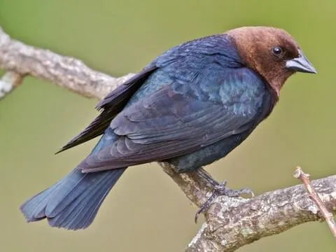 Advanced Summer Birding Guide: How to Spot and Observe Brood Parasitism