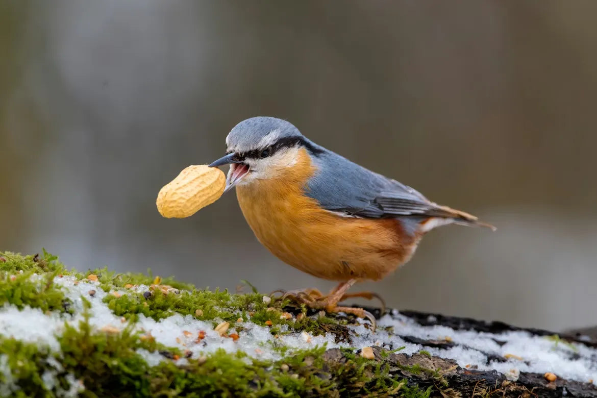 2026 Complete Guide to Bird Feeder Seed Filling: Attracting Specific ...