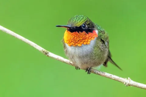 2026 Hummingbird Fall Migration: Which Birds, When, and How