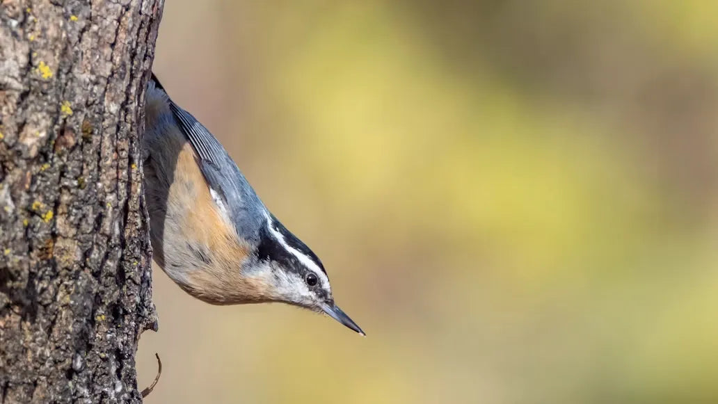 How to Capture the 2026 Fall Bird Migration Right in Your Backyard
