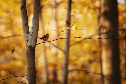 2026 Fall Bird Migration Guide and How to Make Your Backyard a Migrating Bird Refuge