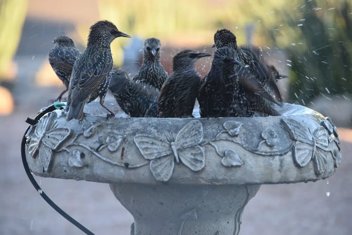 When Feeders Slow Down, Your Birdbath Brings the Birds Back
