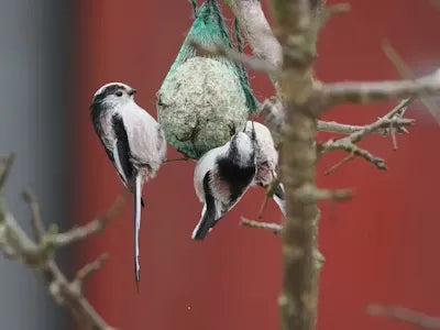 DIY Bird Food: Homemade Recipes for Year-Round Bird Feeding