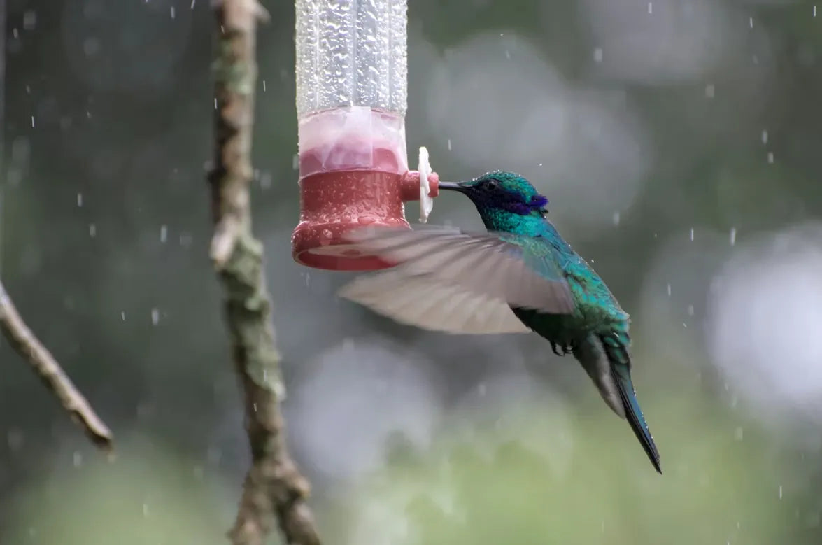 Hummingbird Feeder Cleaning Guide: How Often & Best Method