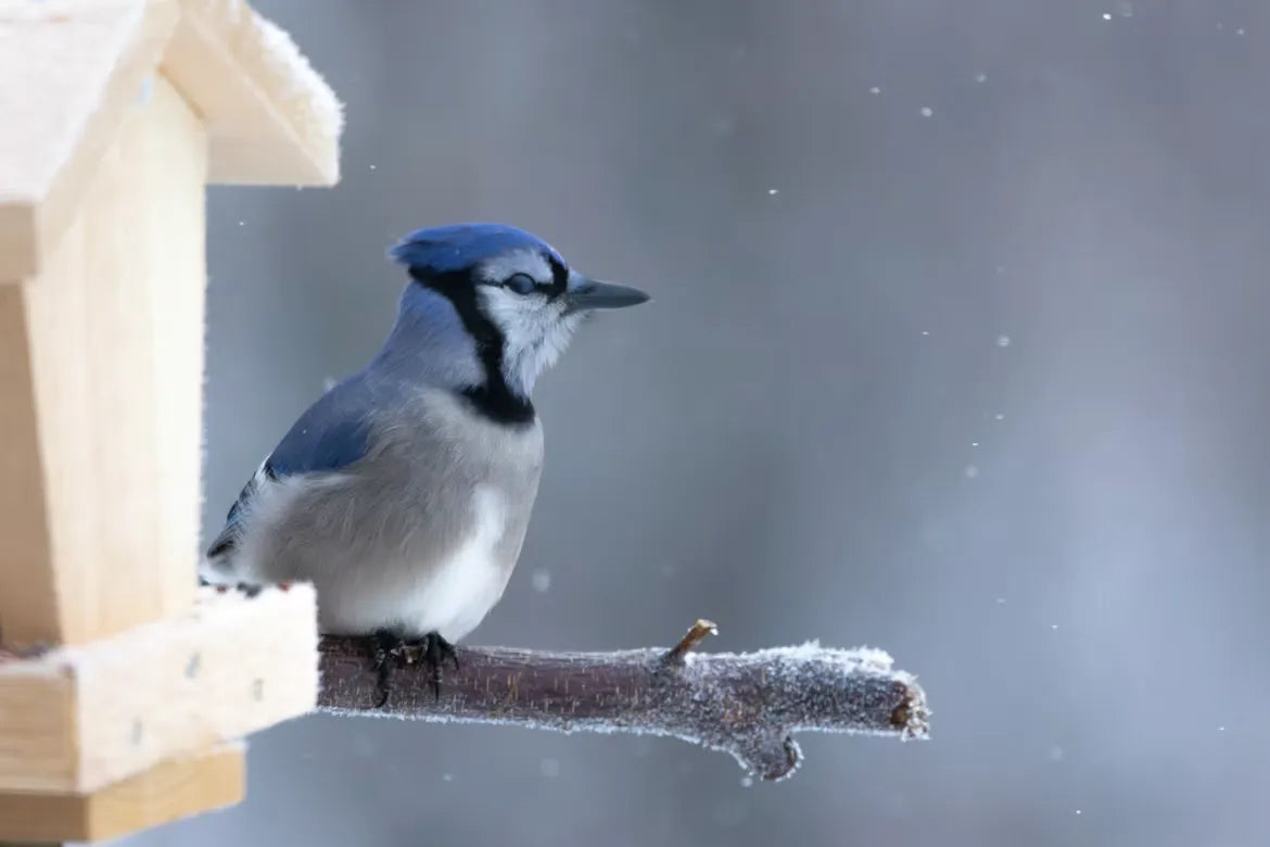 What To Do If Smart Feeder Camera Fogging and Frost in Winter