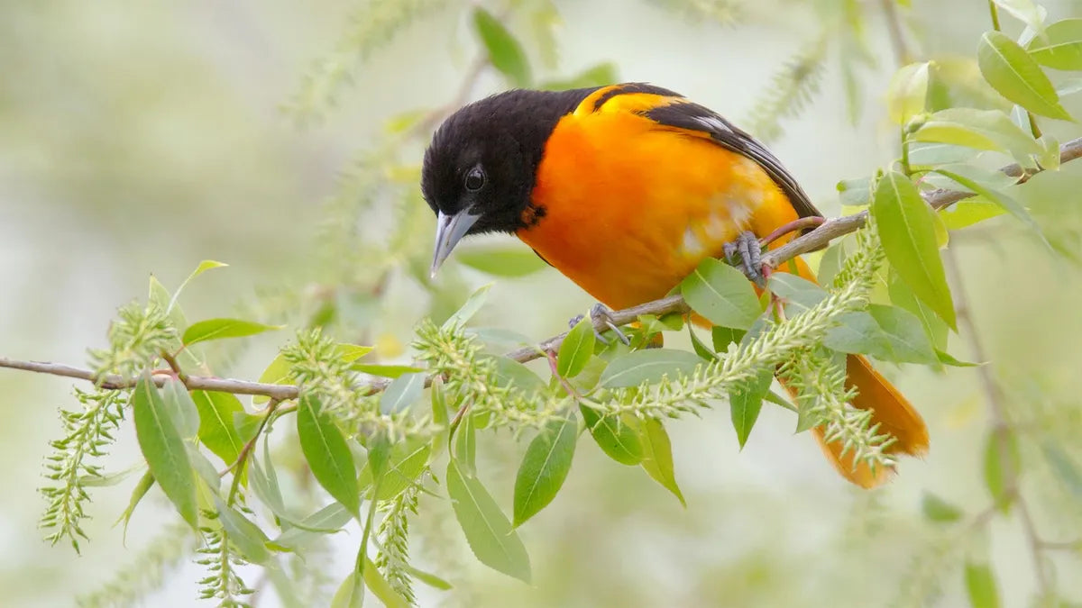 Top Backyard Birds to Watch in May and How a Bird Feeder Camera Helps