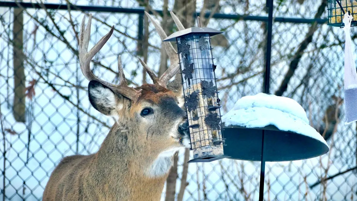 How to Keep Deer Away From Bird Feeders | BirdSnap