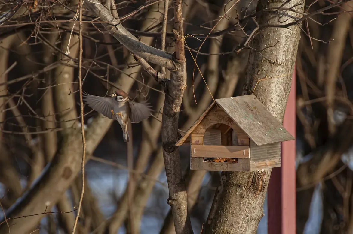 Why Is My Backyard Quieter During Fall Migration? | BirdSnap