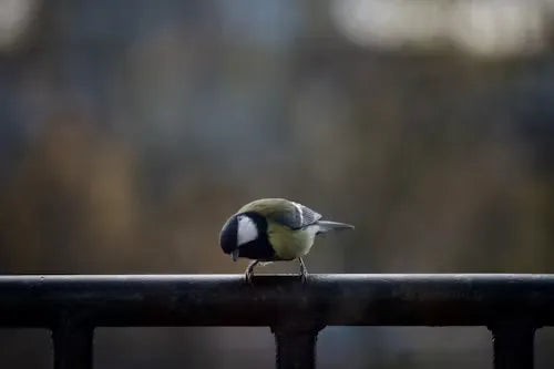 How Urban Light and Noise Are Rewriting Bird Survival