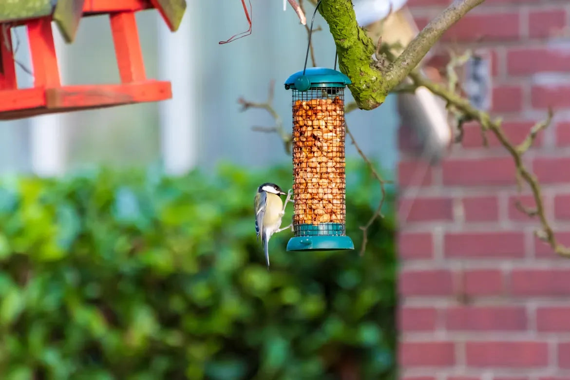 September Bird Feeding Tips to Support Fall Migration and Winter