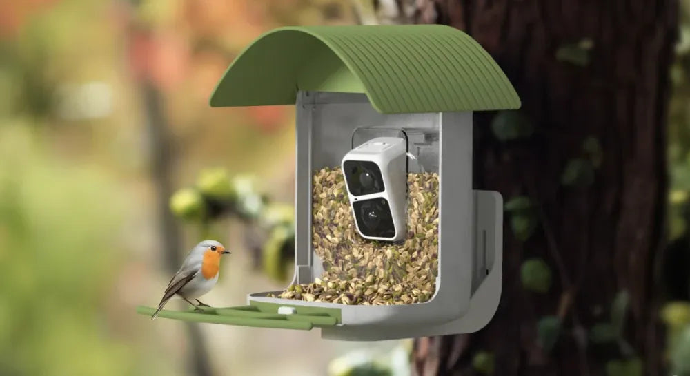 Is Your Backyard Seeing Fall Migration Bird Traffic?