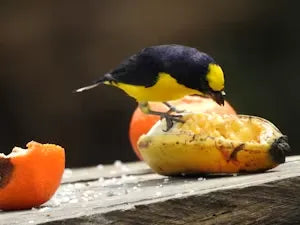 Attracting Summer Birds: A Complete Guide to Feeders, Water, and Rare Behavior