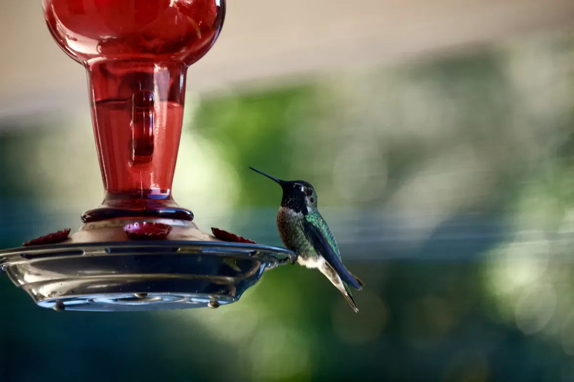 How to Choose Your Hummingbird Feeder This Summer: A Beginner’s Guide