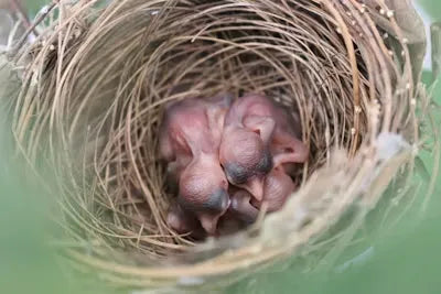 Found a Baby Bird? Your Step-by-Step Guide to Do the Right Thing
