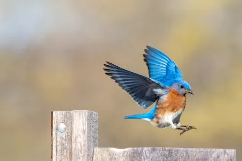 How to Identify Birds in Flight | BirdSnap