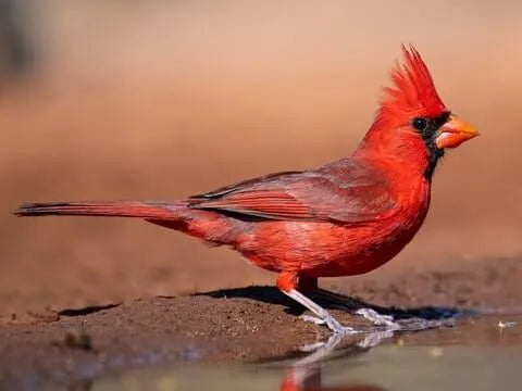 How to Tell Juvenile Birds from Adults in Your Backyard