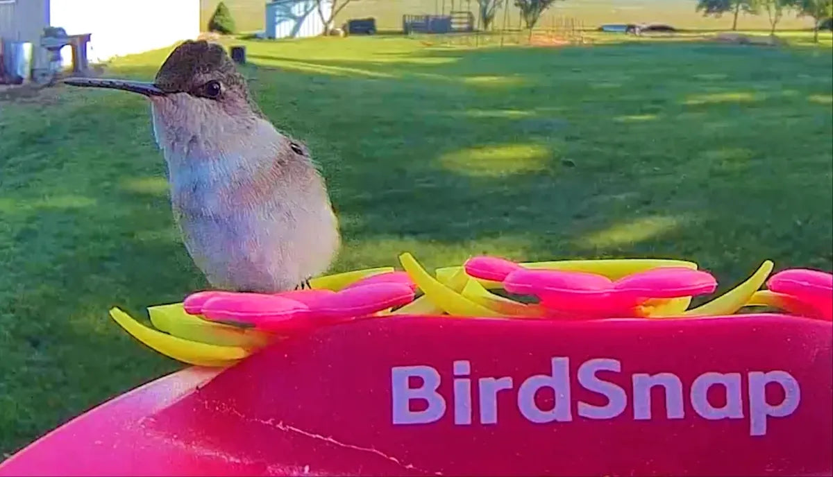 Is September Still a Good Time to Buy a Smart Hummingbird Feeder?