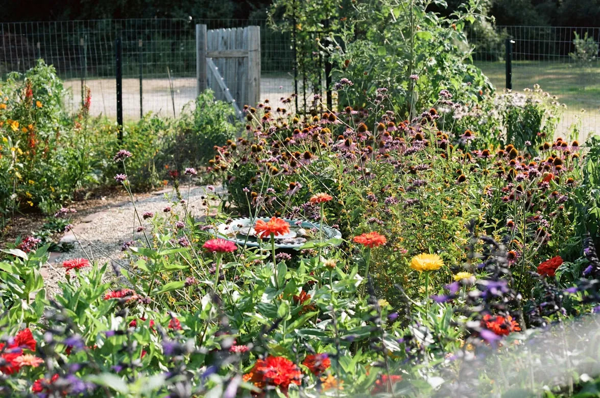 What Is Chaos Gardening? A Beginner's Guide for Backyard Birders