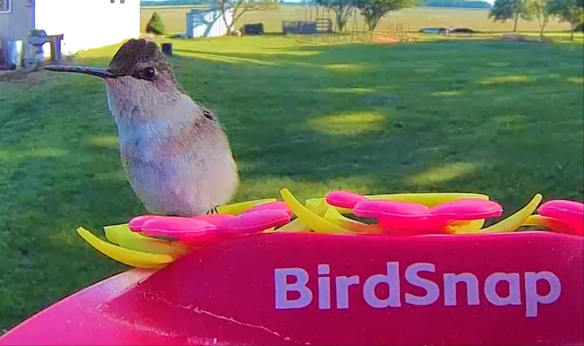 Do Hummingbird Feeders Delay Hummingbird Migration?
