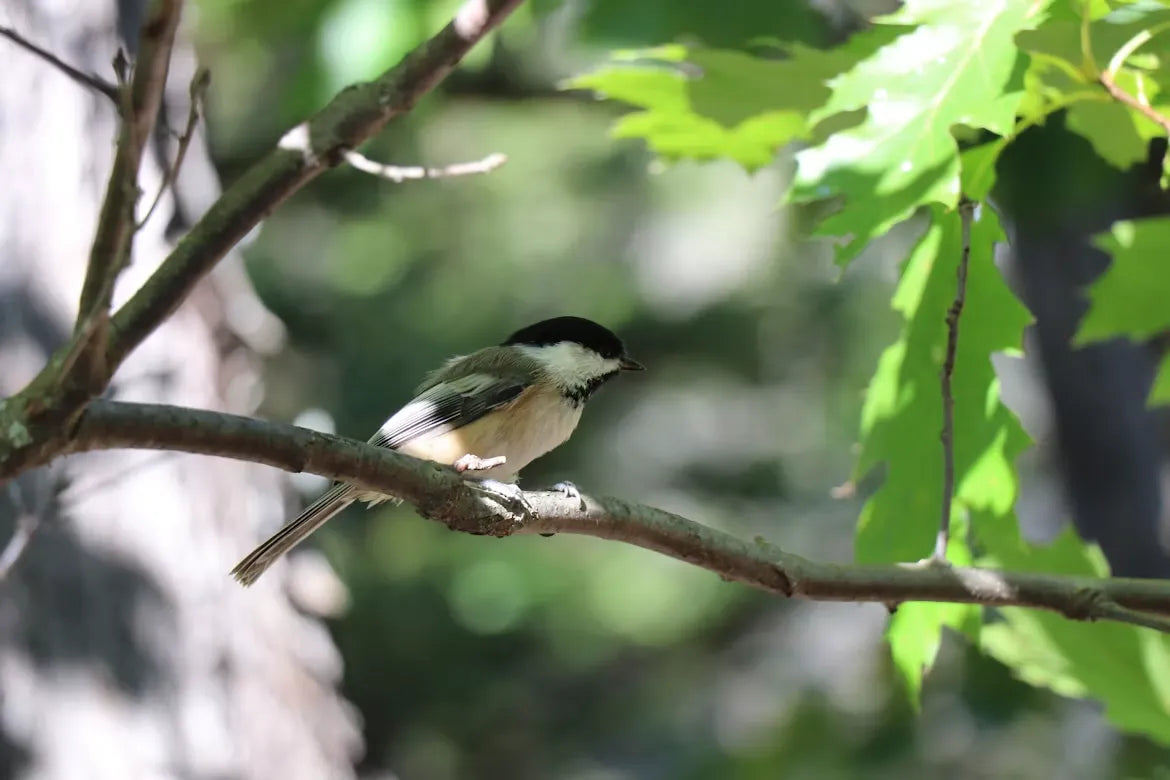 Guide for Beginners: How to Start Birding with A Smart Bird Feeder Right Now