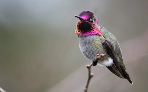 Anna's Hummingbird: Identification, Range & Backyard Tips