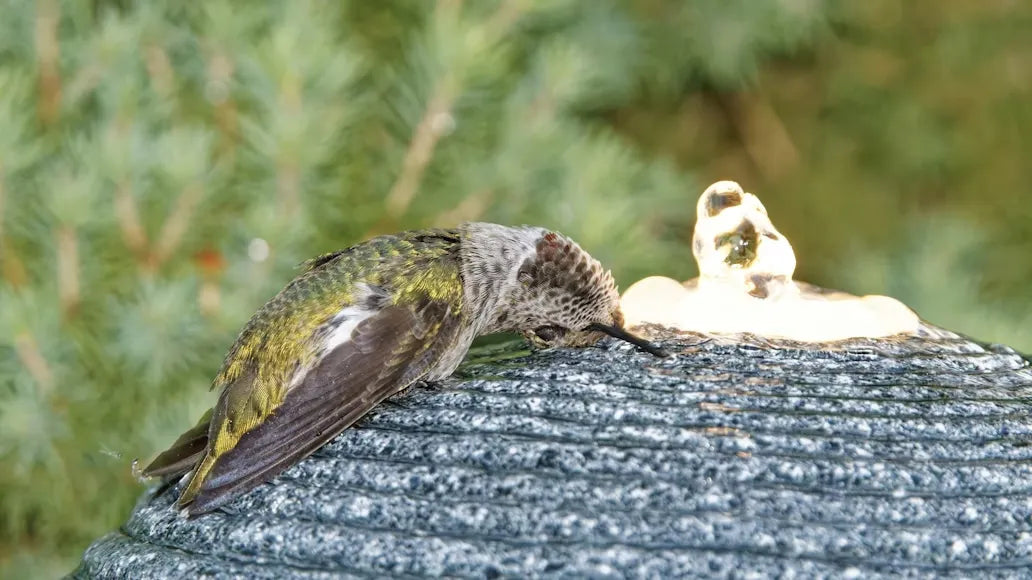 Anna's Hummingbird: Identification, Range & Backyard Tips