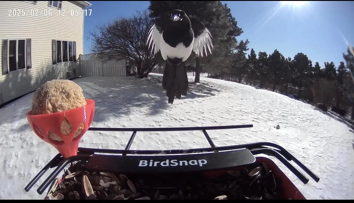 Best Smart Bird Feeder for 2026 Winter | BirdSnap