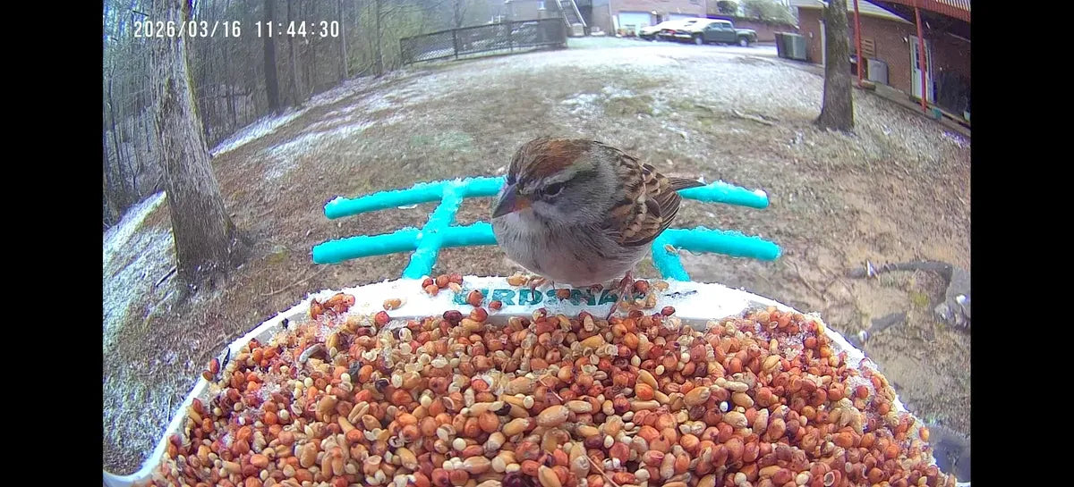 Winter Bird Feeding Guide 2026: What to Fill in Your BirdSnap Smart Feeder