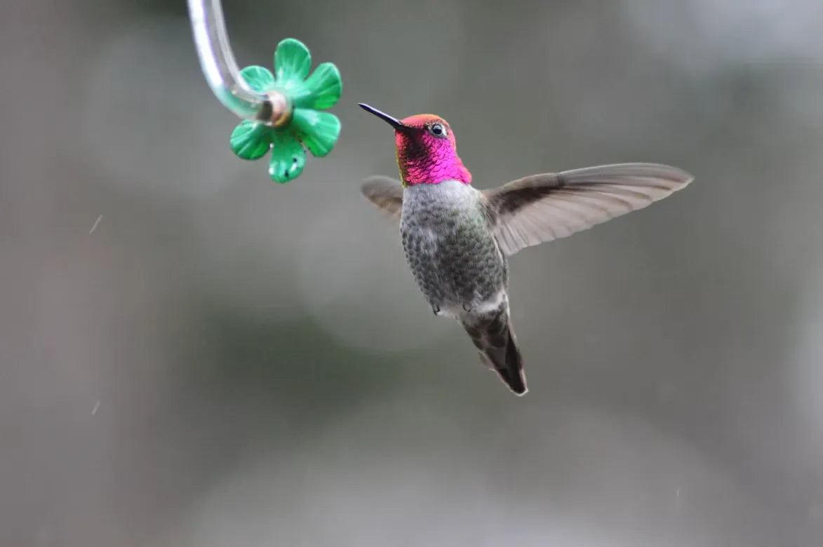 Is Summer Right for Hummingbird Feeders? The Best Season for Observation