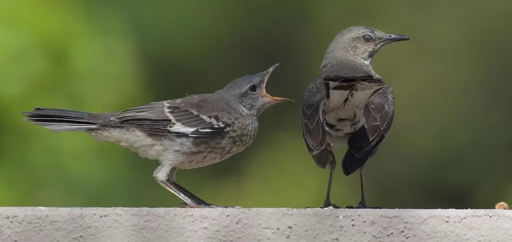 Secrets of the Night Sky: How Songbirds Form Cross-Species Flocks During Migration