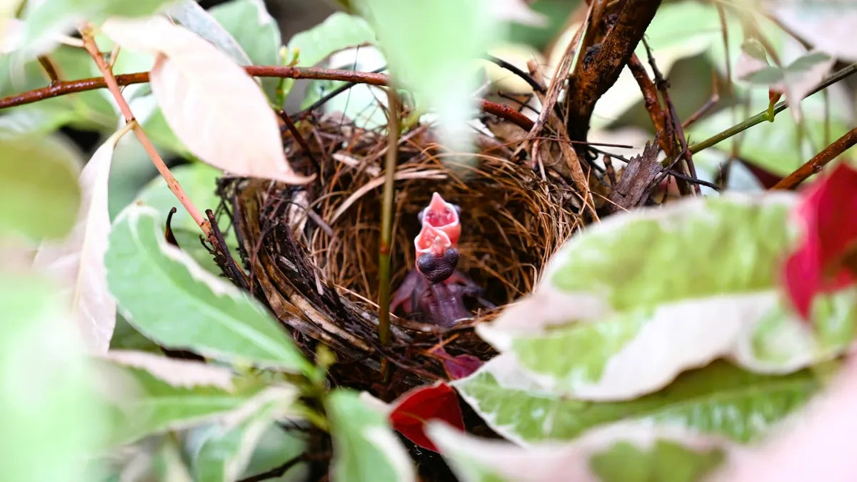How to Protect Bird Nests from Predators Without Harming Wildlife
