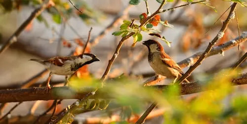 August Bird Feeder Tips: Best Foods and Quantities for Migrating Birds