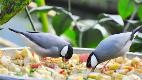 A Beginner’s Guide to Bird Feeding: Why July Is the Best Time to Start