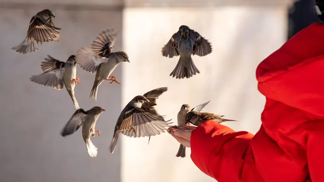 Your Backyard Is Sending A Message: Do You Know That The Fall Migration has begun?
