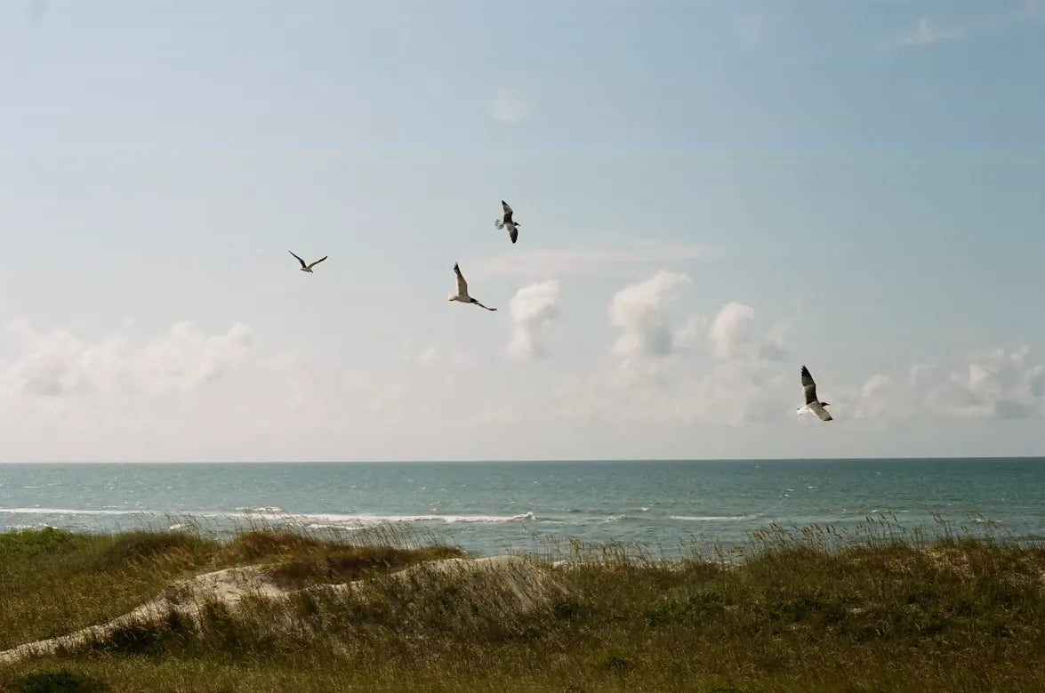 September Bird Migration Guide for Northern and Southern States