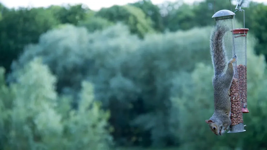 The Complete Guide to Squirrel Deterrence: 5 Proven Methods and Q&A