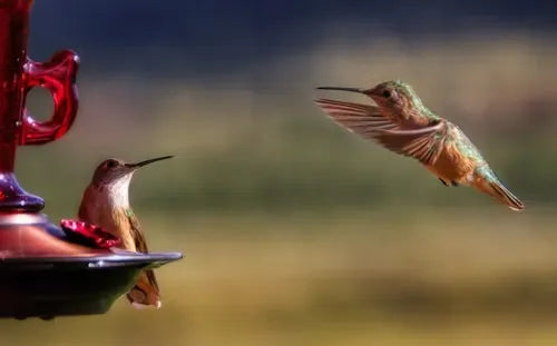 Why a Hummingbird Feeder Is a Smarter First Buy Than a Regular Bird Feeder