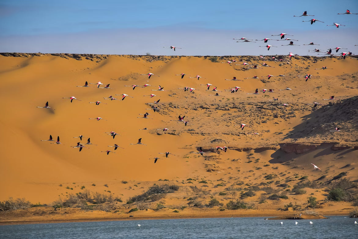 The Red Sea Flyway: Millions of Birds, One Narrow Path