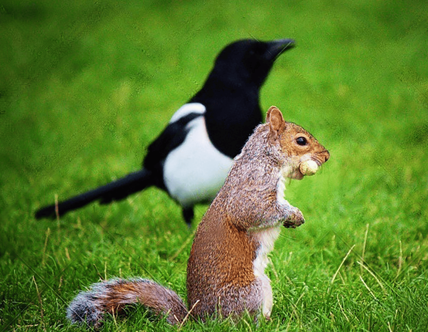 6 Ways to Keep Squirrels Away From Your Bird Feeder