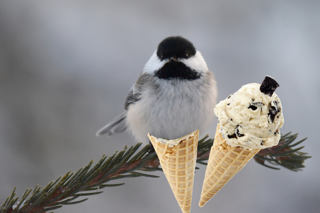 Is That a Bird or a Popsicle? Summer Colorful Birds That Look Sweet