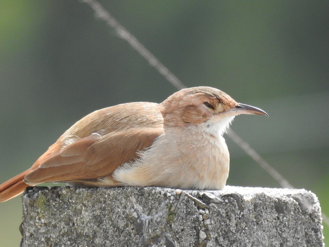 Birds show reduced activity in hot weather.