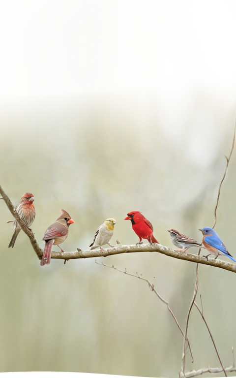 BirdSnap <br>
<span> Nearer to Nature </span>