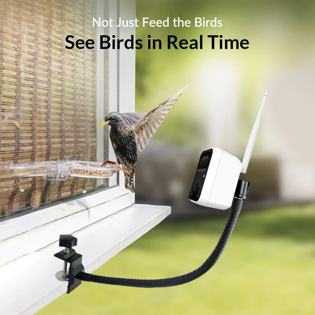 Birdsnap Bird Camera With Motion Detection