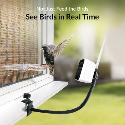 Birdsnap Bird Camera With Motion Detection