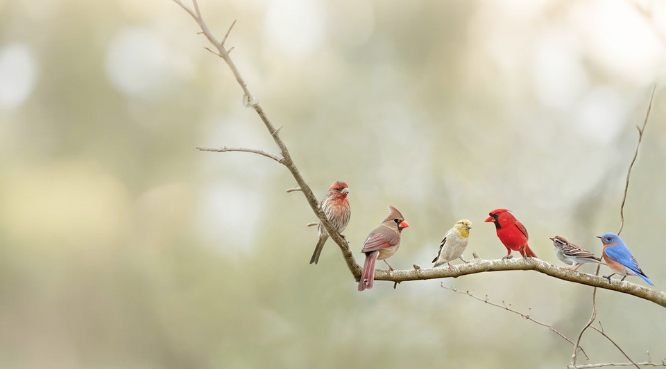 BirdSnap <br>
<span> Nearer to Nature </span>
