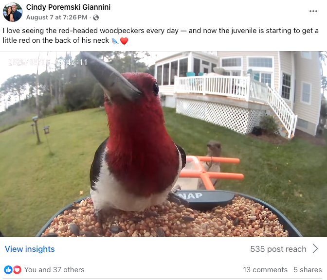 BirdSnap 